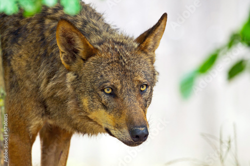 Iberian wolf in the zoo. Headshot.