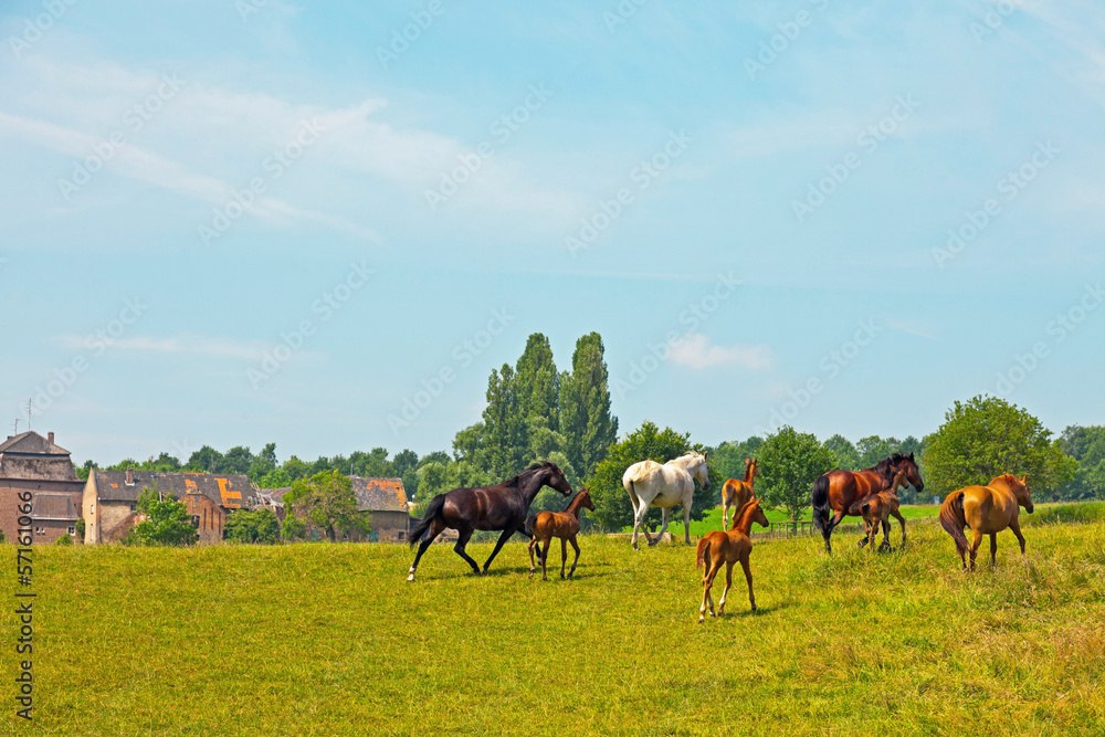 Meadow with running horses and big old farm and trees and blue s