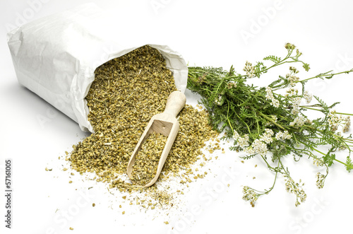 Schafgarbe - frisch und getrocknet