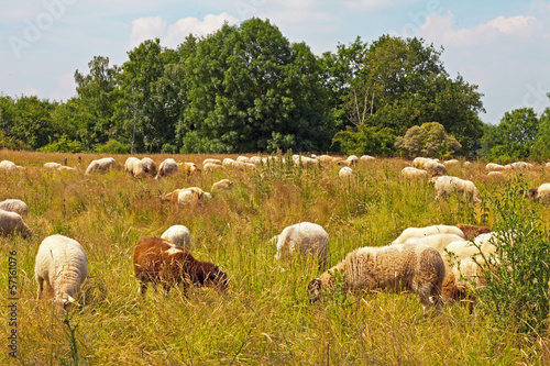 Cattle of sheep grazing in meadow with blue cloudy sky. Zuid Lim © ysbrandcosijn