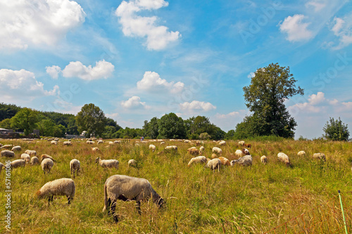 Cattle of sheep grazing in meadow with blue cloudy sky. Zuid Lim