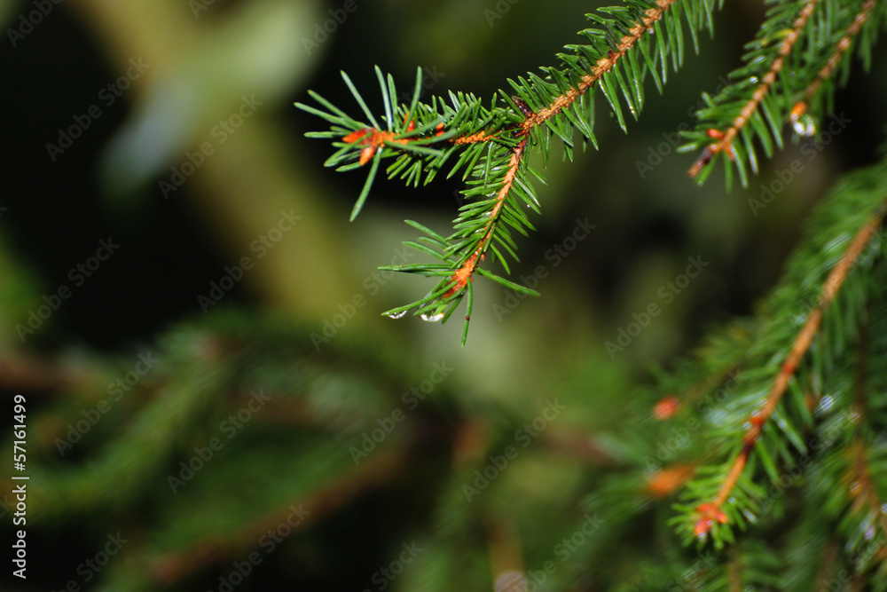 Pine tre after rain Pine tre after rain