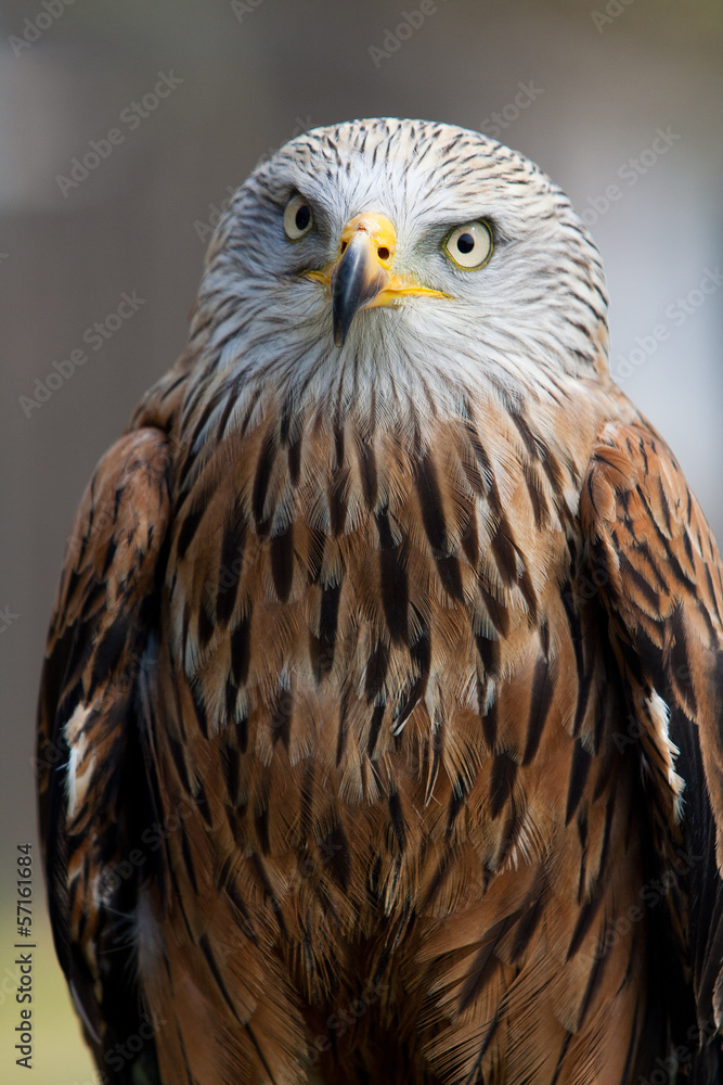 Obraz premium Red kite