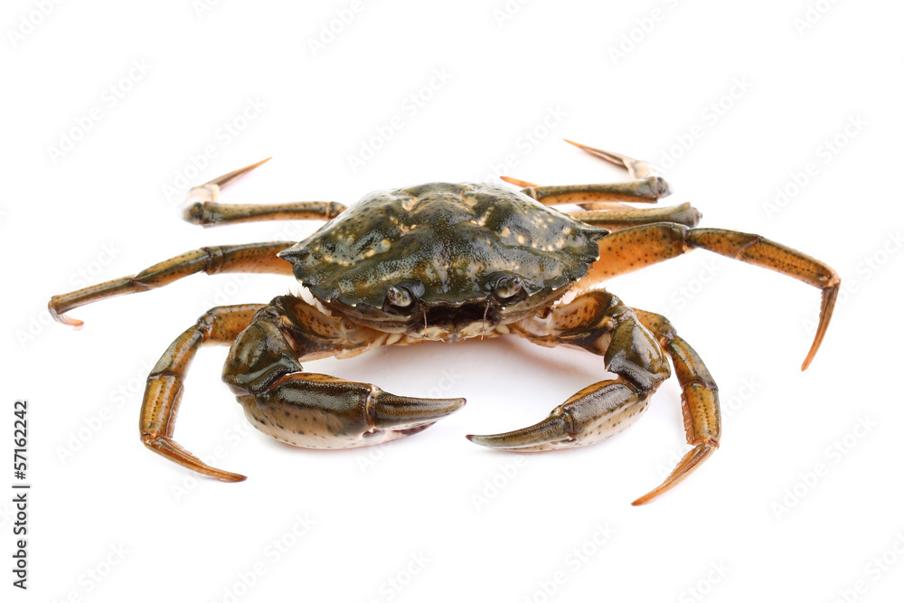 Obraz Littoral crab (Carcinus aestuarii) isolated on white
