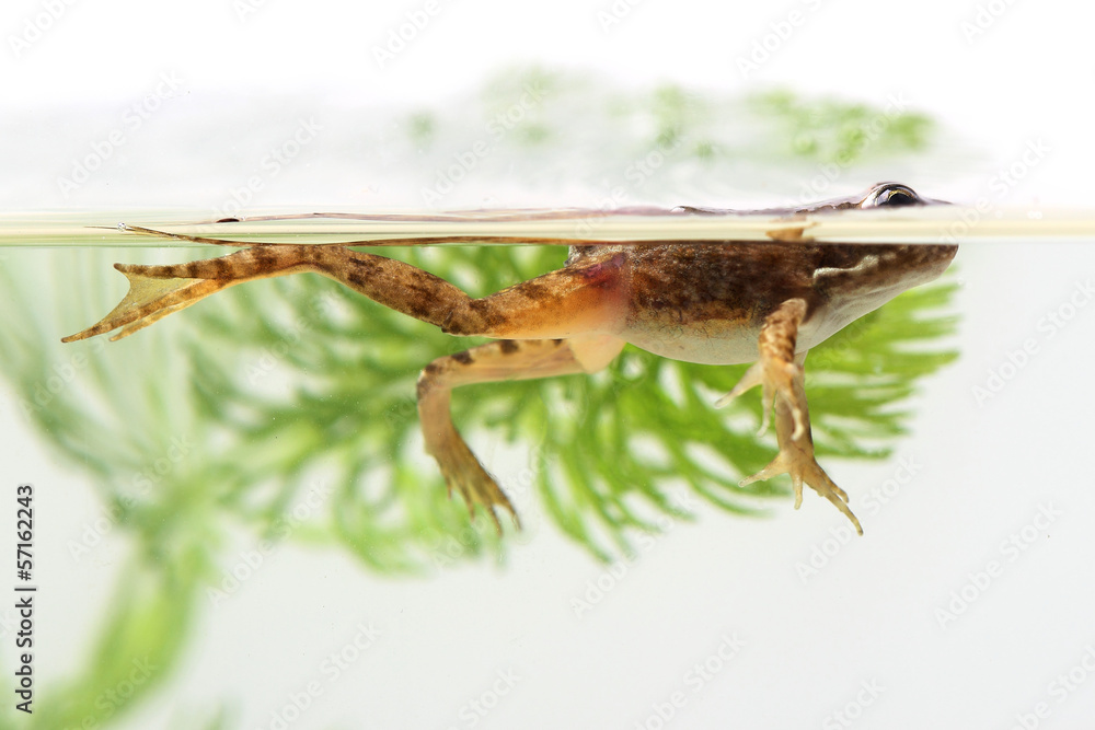 Naklejka premium Small frog swimming among aquatic plants. Close up