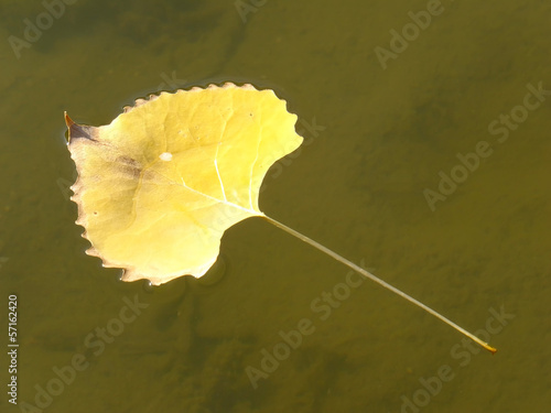 Cottonwood tree leaf floating in clear water photo