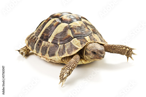 tartaruga isolata su sfondo bianco photo