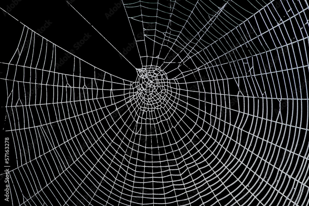 Pretty scary frightening spider web