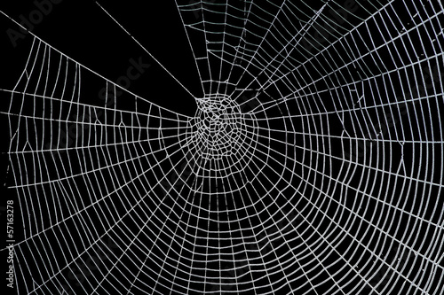 Pretty scary frightening spider web