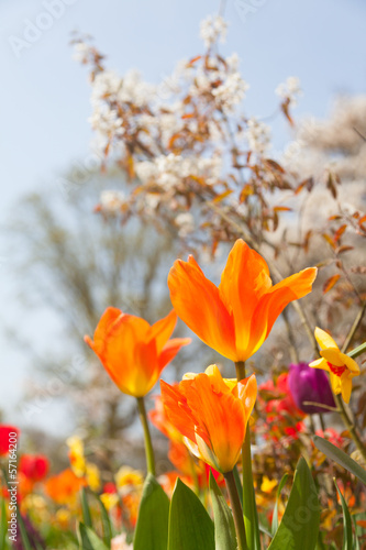 Close up of multi colored tulips