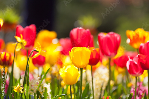 Arrangement of multi colored flowers