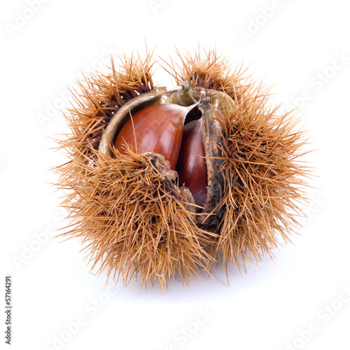 Fotografía Esskastanie