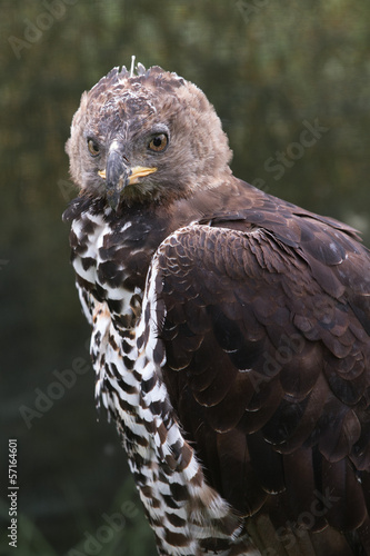 Crownd Eagle