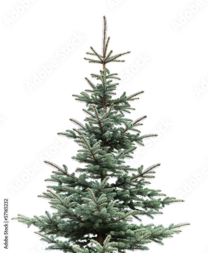 Natural photo of young fir tree isolated on white © evannovostro