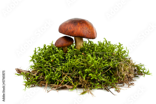 forest mushroom in green moss isolated on white background photo
