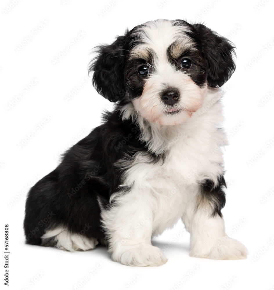 A beautiful sitting tricolor havanese puppy dog