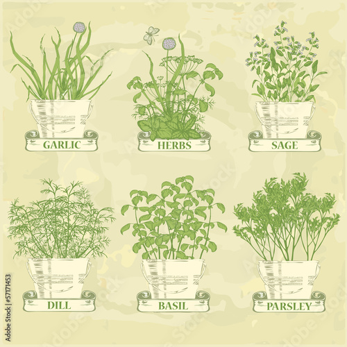 herbs in pot, garlic, parsley, dill, sage and basil, vintage