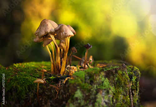 A group of mushrooms on a stub