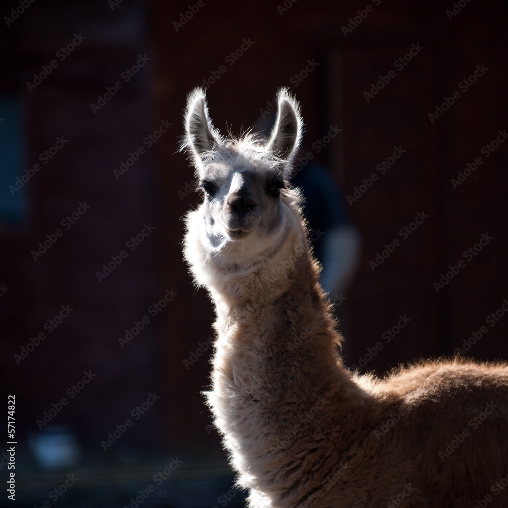 Obraz premium animal