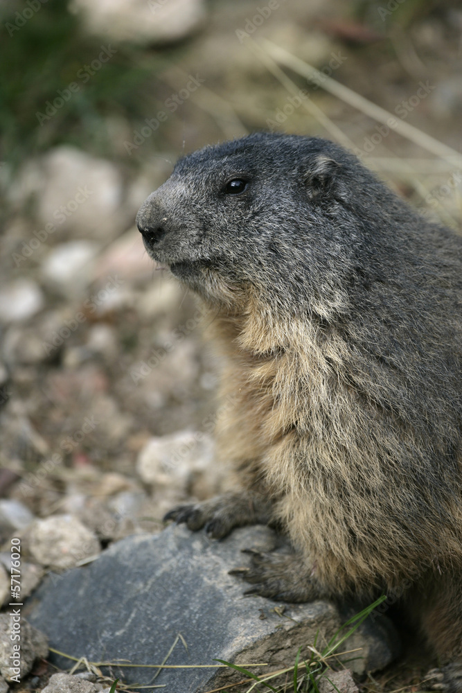 Naklejka premium Alpine marmot, Marmota marmota