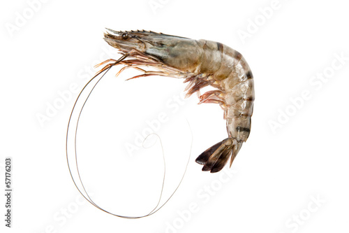 Black tiger shrimp
