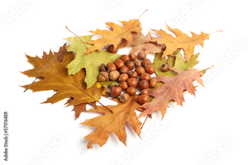 dry oak leaves and acorns on white
