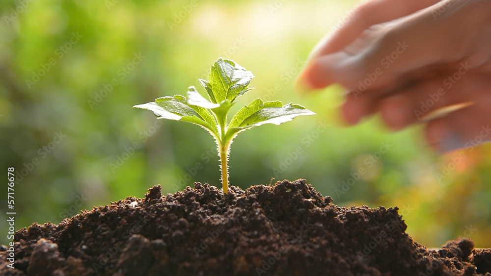 planting tree, sprout