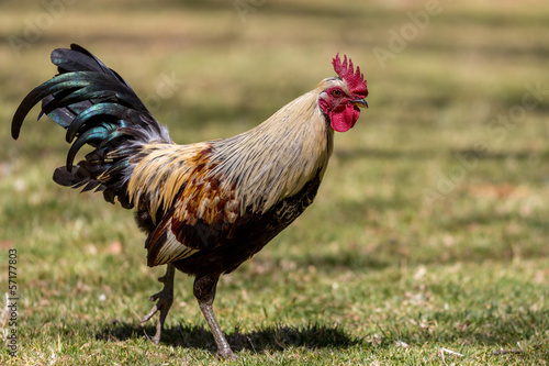 Strolling rooster