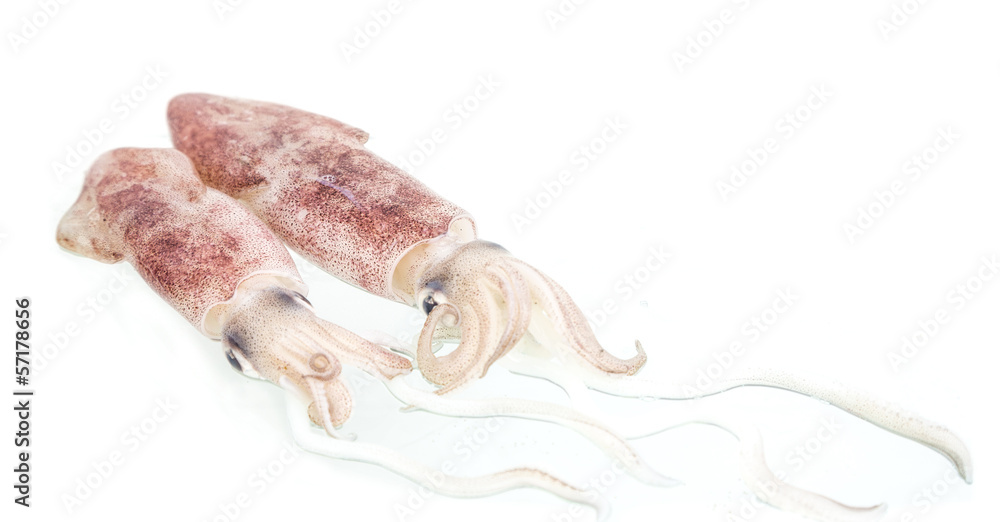 Fresh cuttlefish