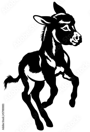 donkey baby black white