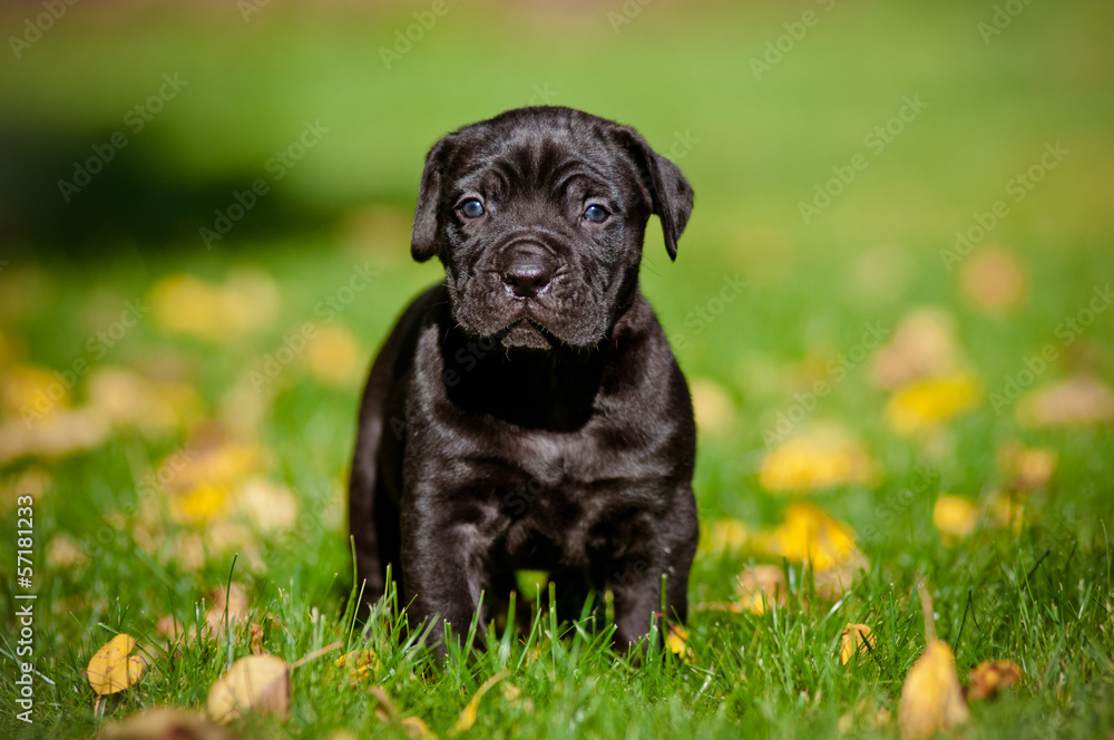 cane corso puppy cane corso puppy
