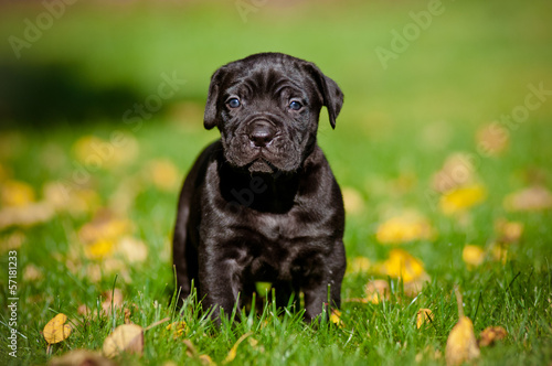 cane corso puppy