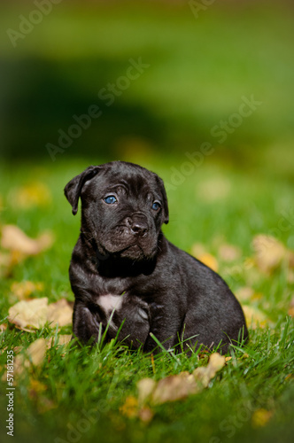 black cane corso puppy