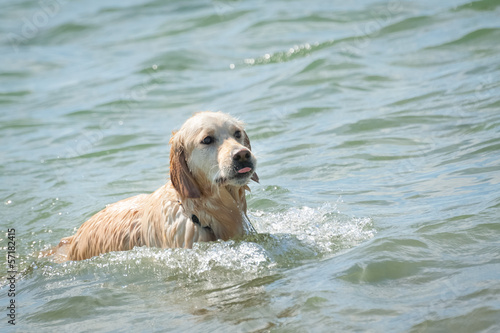 happy golden retriever dog playing in the sea
