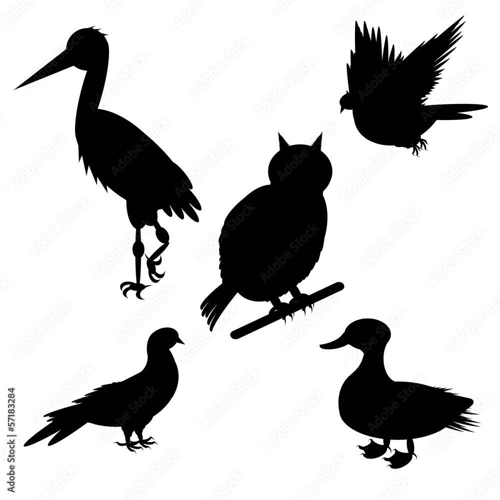 Naklejka Monochrome silhouettes of different species of birds