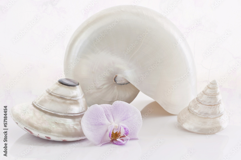 Nautilus, conus and orchid. Nautilus, conus and orchid.