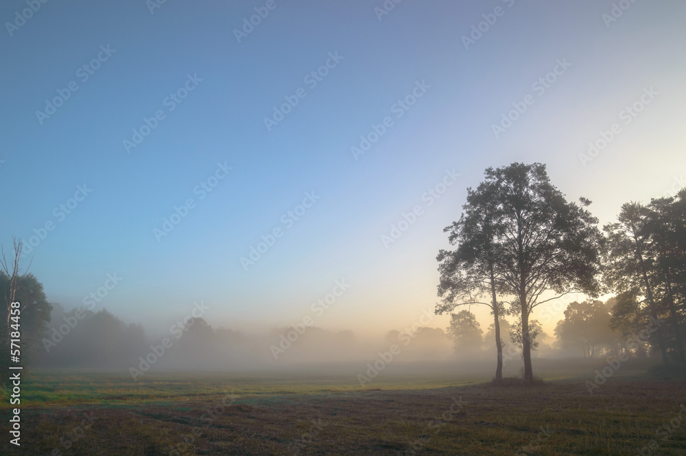 Fototapeta premium tree