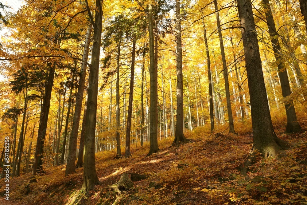 Autumn beech forest on the mountain slope at dawn