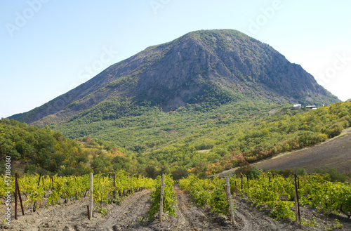 Vineyard field in Crimea mountain Ayu-Dag, Ukraine photo