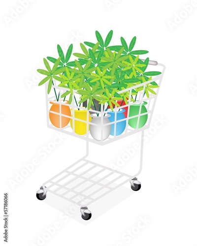 Lovely Tree Pot in A Shopping Cart