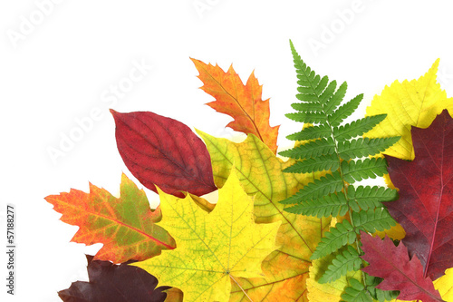 Autumn leaves design