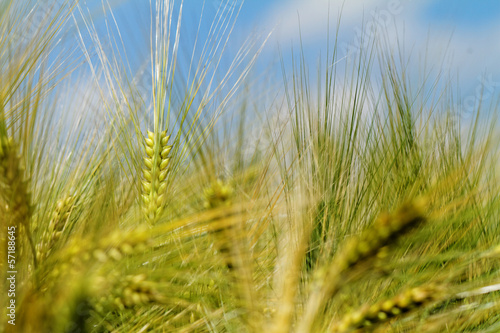 Green and yellow wheat
