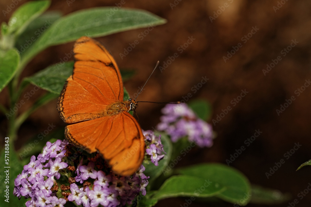 Orange butterfly