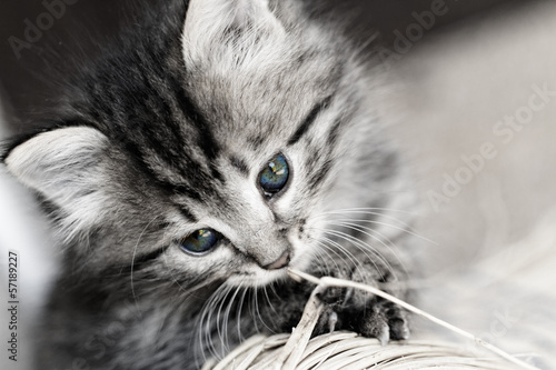 Bild auf Leinwand Tabby kitten