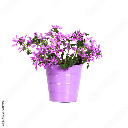 wild violet flowers in bucket