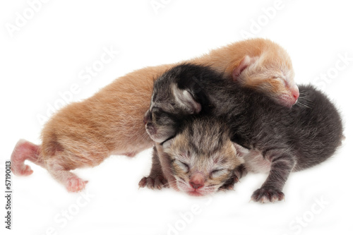 New born cat family © rukxstockphoto