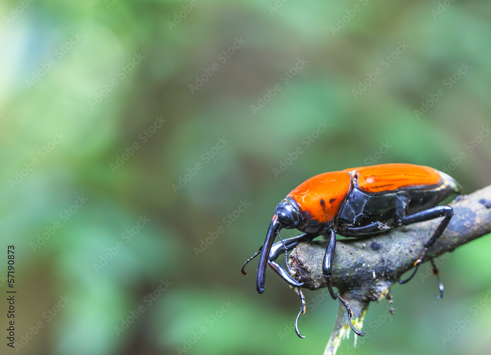 Obraz premium macro weevil insect In tropical forests thailand .