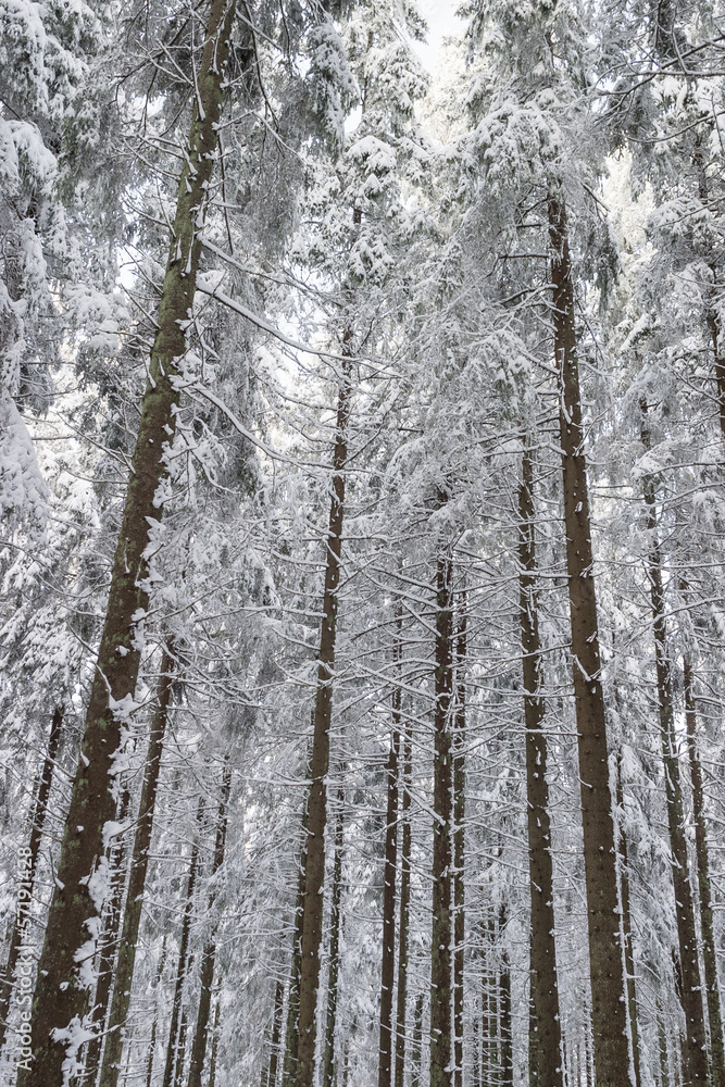 Spruce tree in snow woods Spruce tree in snow woods