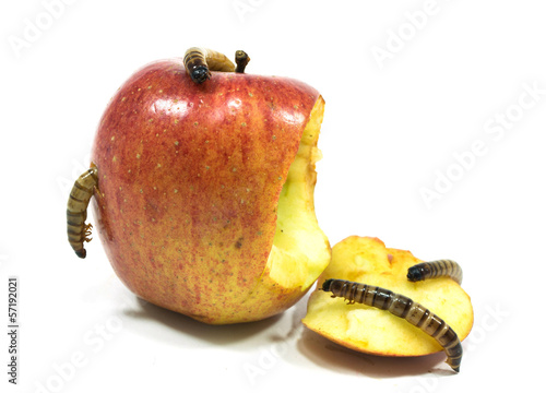 worm is coming out of bitten apple