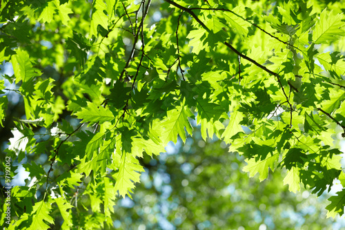 green leaves